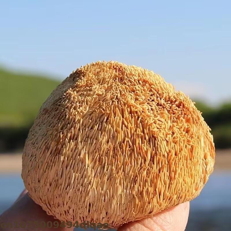 Premium Dried Lion's Mane Mush - مراجعة Soap Making In Home وسعره