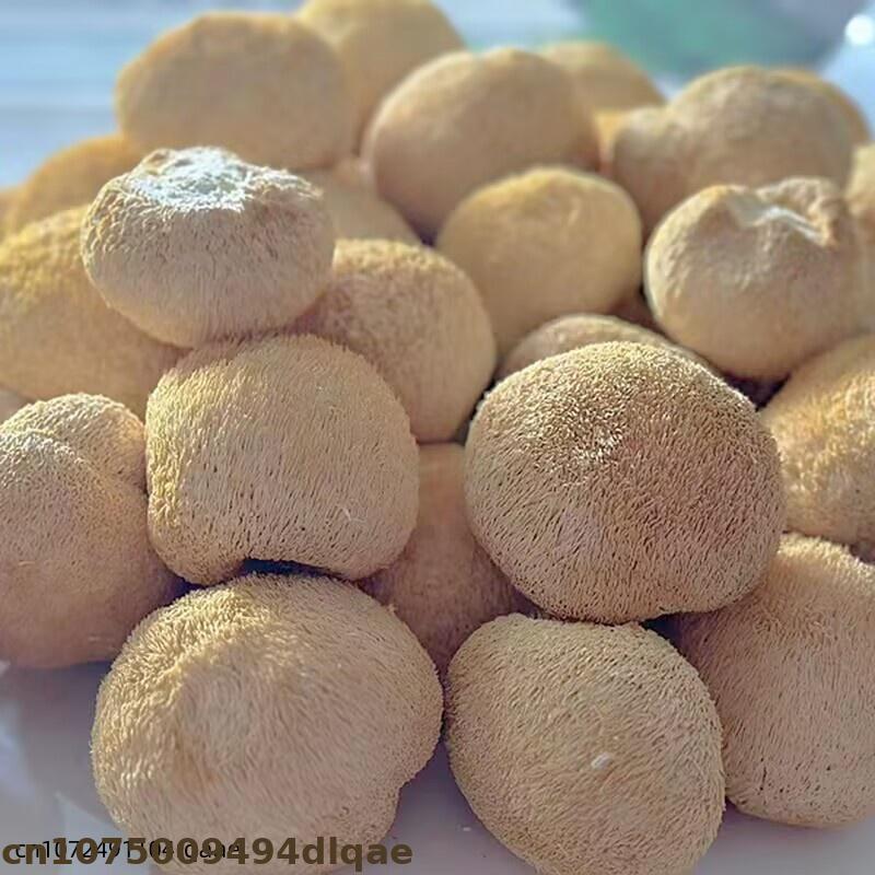 Premium Dried Lion's Mane Mush - مراجعة Soap Making In Home وسعره